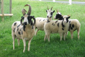 Les « moutons de Jacob » de retour en Israël après 2000 ans d’absence.