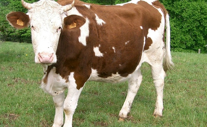 Les vaches Israéliennes sont les meilleures productrices de lait au monde